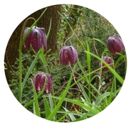 Snakehead Fritillary Picture