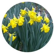 Tenby Daffodil Picture