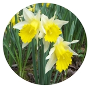 Wild Daffodil Picture