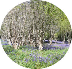 Native Wildflower Bulbs by YSJ SEEDS
