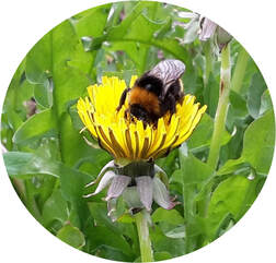 Wildflower Mixes 100%
