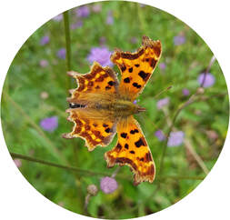 Wildflower and Grass Seed Mixes - British native wildflower seed