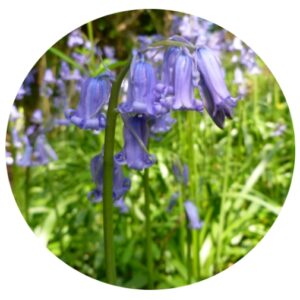 YSJ1 BLUEBELL WOODLAND MIX 20% Wildflowers 80% Grasses NATIVE WILDFLOWER AND GRASS SEED