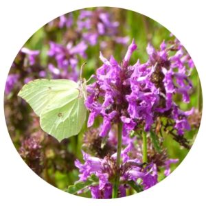 Betony and Brimstone Butterfly