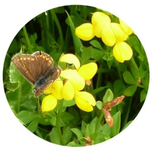 Birdsfoot Trefoil and Brown Butterfly wildflower mix 100%