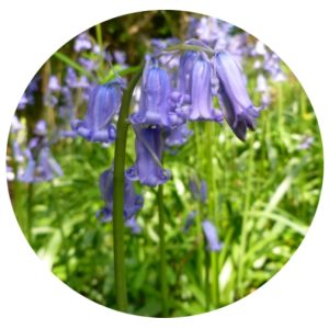English Bluebell Bulbs – Hyacinthoides non – scripta