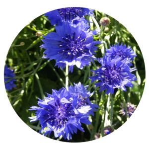 Cornflower