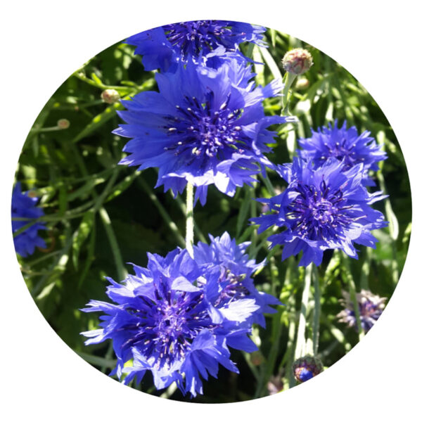 Cornflower