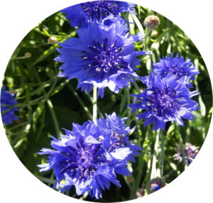 Cornflower