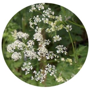 Cow Parsley Seed