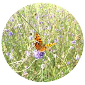 Devils Bit Scabious & Comma Butterfly wildflower seeds