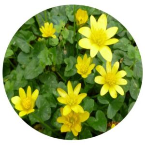 lesser-celandine-bulb---ranunculas-ficaria