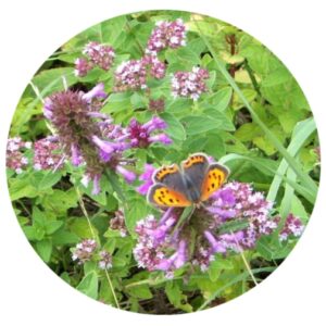 Betony & Small Copper Butterfly wildflower mix with Marjoram