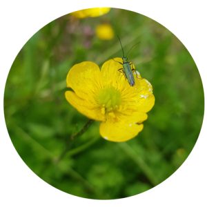 Meadow Buttercup - YSJ2 country lane ​native wildflower and grass seed mix 20% wildflowers 80% grasses