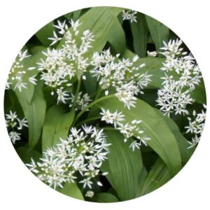 Native Wild Garlic/Ramsons Bulbs - ​Allium ursinum