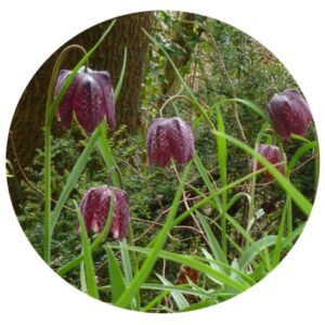 Snakeshead Fritillary Bulbs - Fritillaria Meleagris