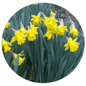 Tenby Daffodil Bulbs - Narcissus obvallaris