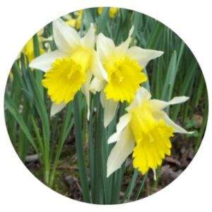 Wild Daffodil Bulbs - Narcissus pseudonarcissus