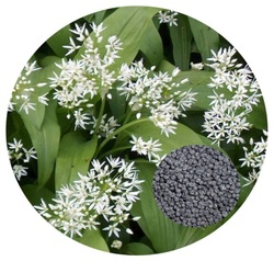 Wild Garlic Seed