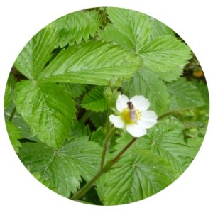 Wild Strawberry
