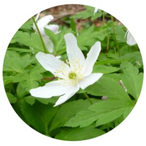 Wood Anemone Rhizomes Anemone nemorosa