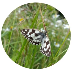 YSJ10 General Purpose Native Wildflower