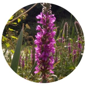 YSJ3 WATER MEADOW/POND EDGE MIX 20% Wildflowers 80% Grasses NATIVE WILDFLOWER AND GRASS SEED
