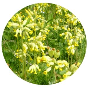YSJ5 Downland Native Wildflower Meadow And Grass Seed Mix ​20% Wildflowers 80% Grasses