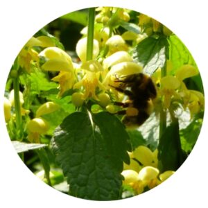 Yellow Archangel