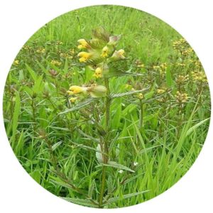 Yellow Rattle Seed