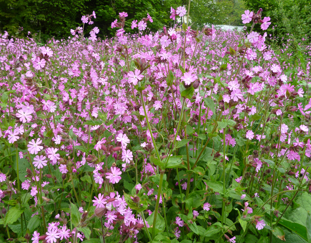 Red Campion