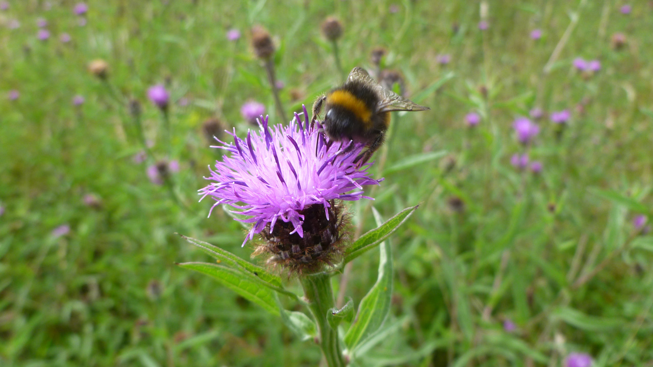 Best Seeds for Bees