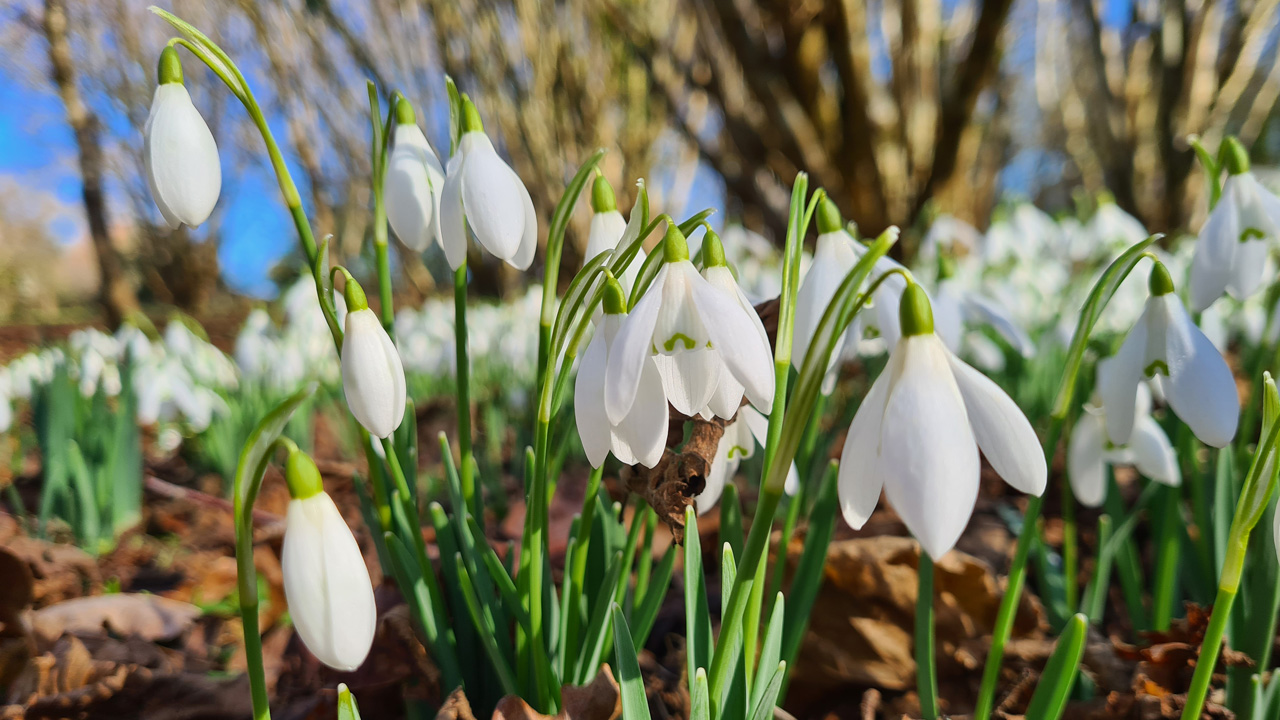 Snowdrop wildflower bulbs