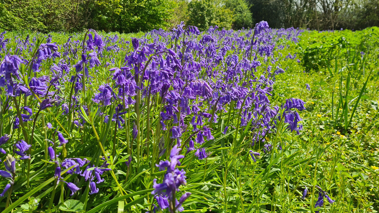 Wildflower Seeds