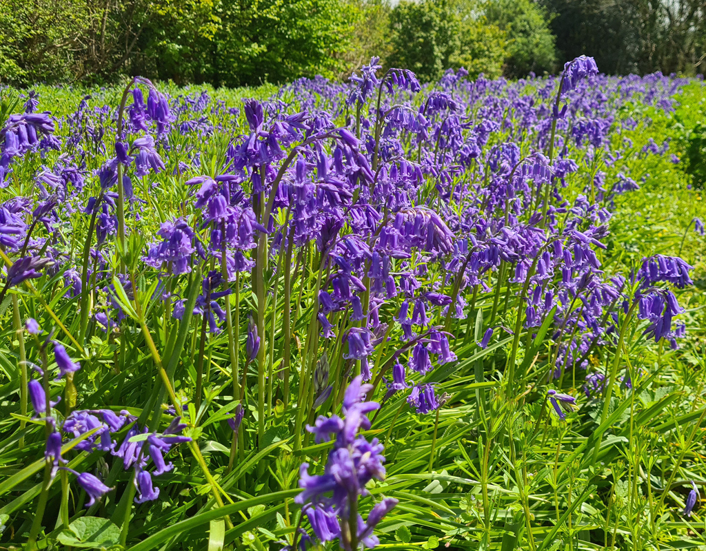 Bluebell