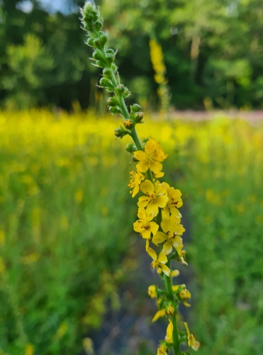 Agrimony