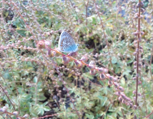 Agrimony and Common Blue