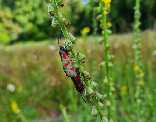 Agrimony and Seven Spot