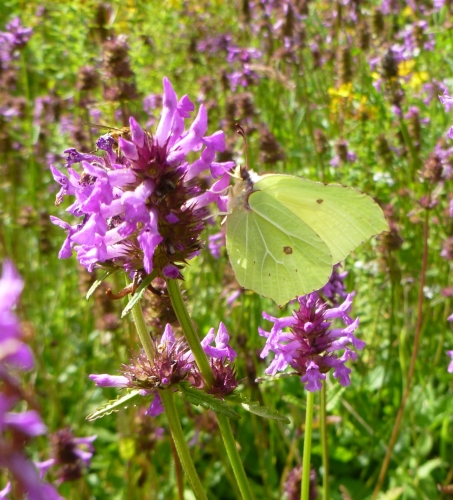 Betony  Brimstone