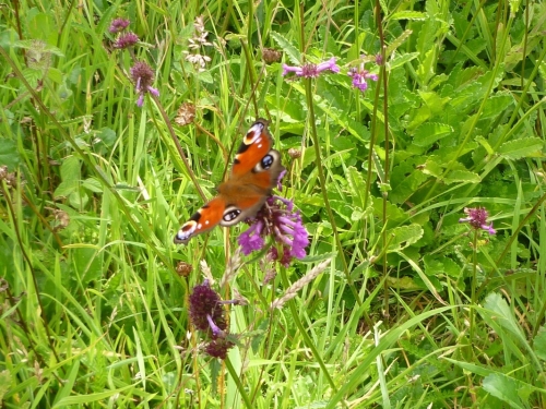 Betony  Peacock Butterfly