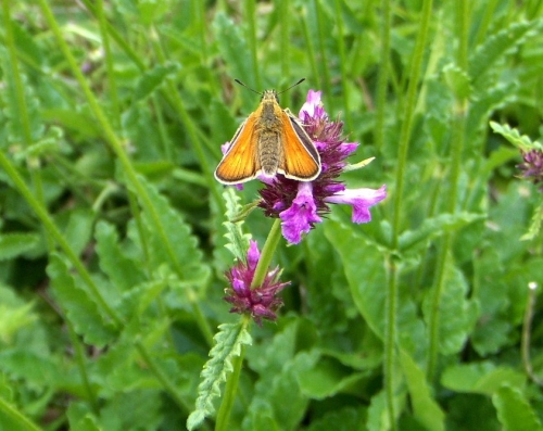 Betony  Small Skipper