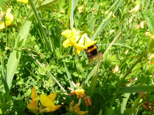 Birdsfoot Tefoil  Bumble Bee