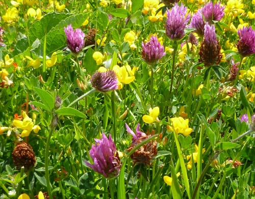Birdsfoot Trefoil  Red Clover