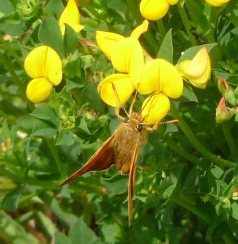 Birdsfoot Trefoil  Small Skipper