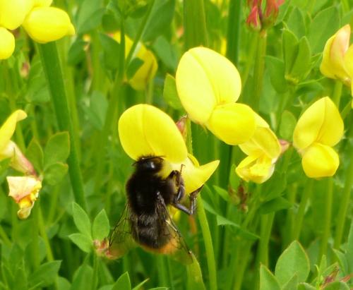 Birdsfoot Trefoil and Bumble Bee