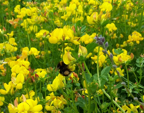 Birdsfoot Trefoil and Bumblebee