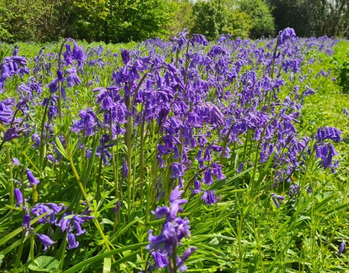 Bluebell