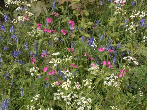 Bluebell Red Campion  Cow Parsley