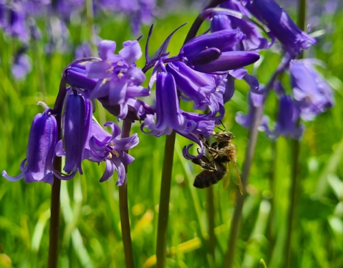 Bluebell and Hive Bee