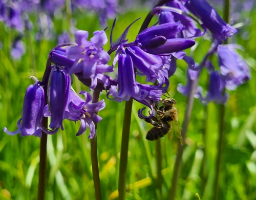 Bluebell and Hive Bee